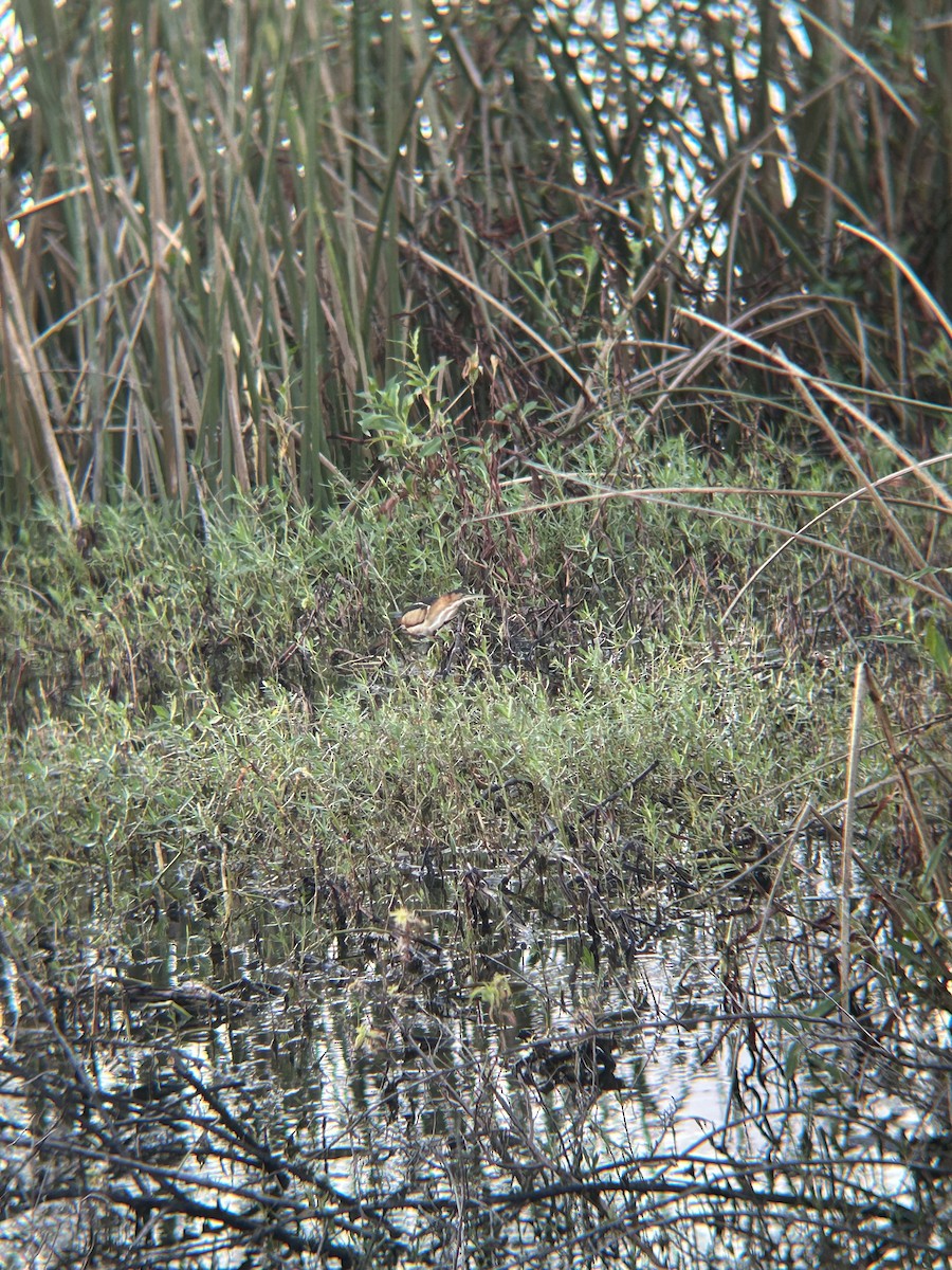 Least Bittern - ML643085819