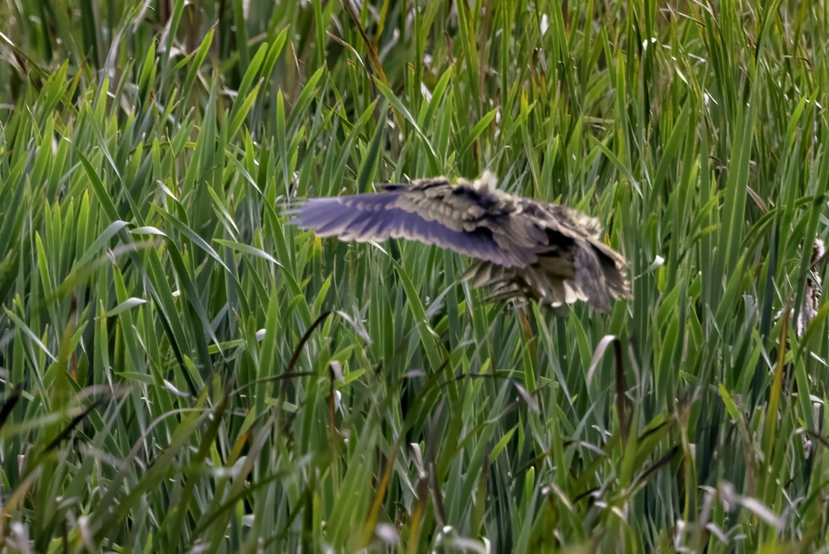 American Bittern - ML643085820