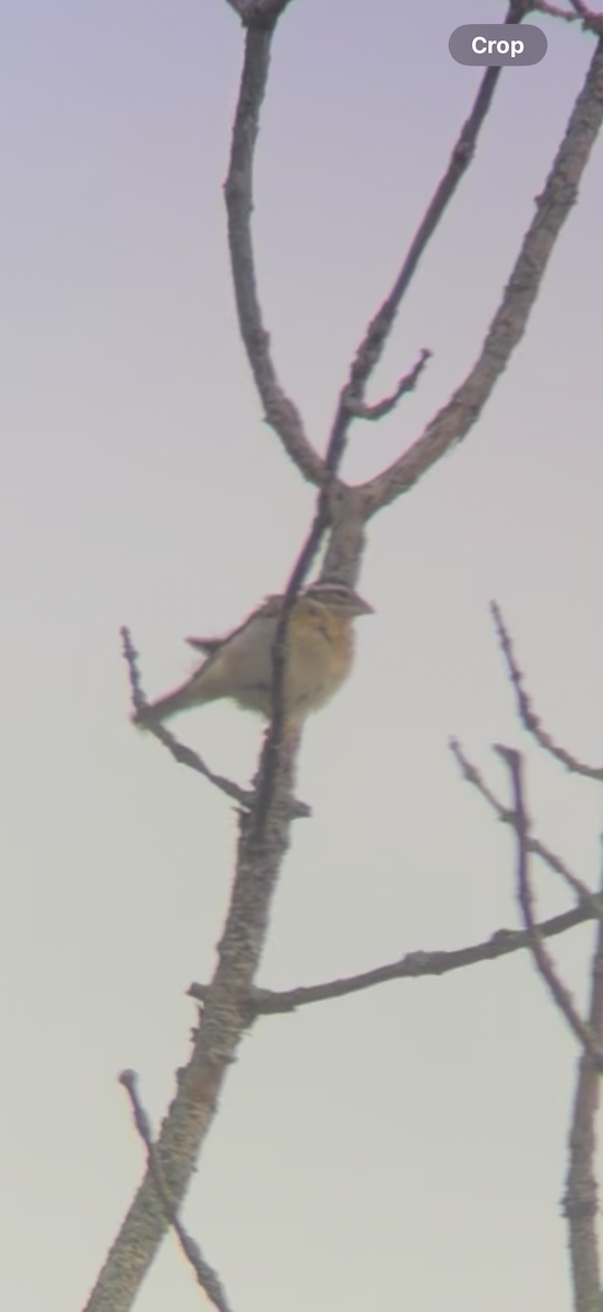 Rose-breasted Grosbeak - ML643085827