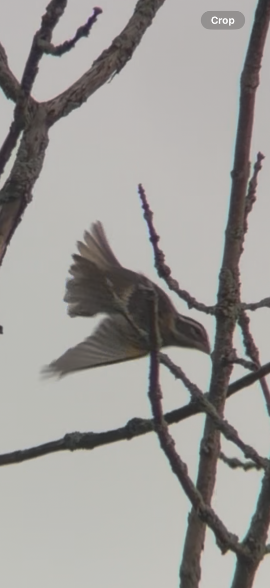 Rose-breasted Grosbeak - ML643085828