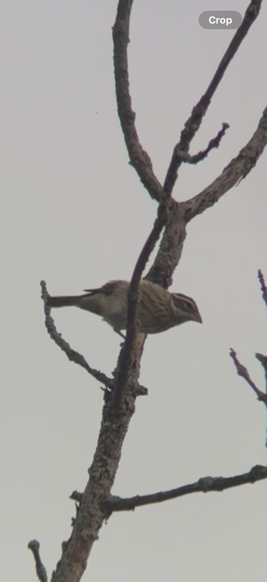 Rose-breasted Grosbeak - ML643085829