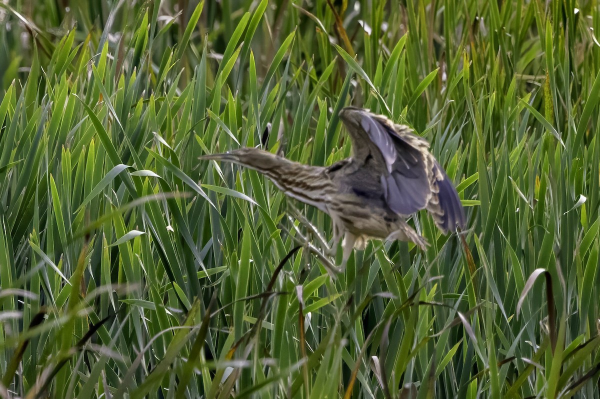 American Bittern - ML643085833