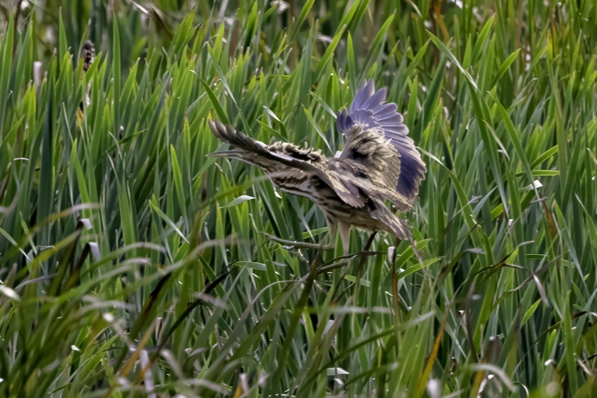 American Bittern - ML643085839