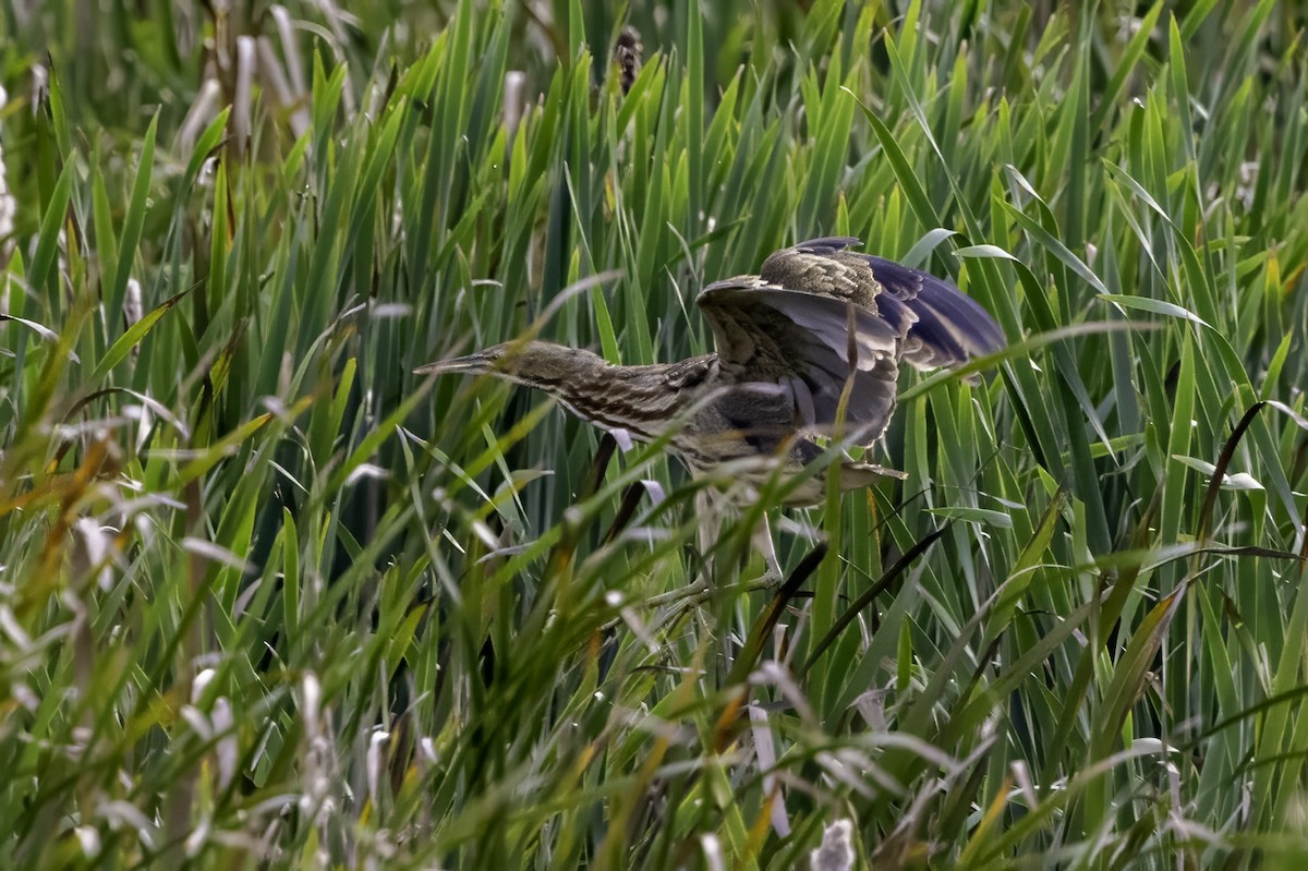 American Bittern - ML643085842