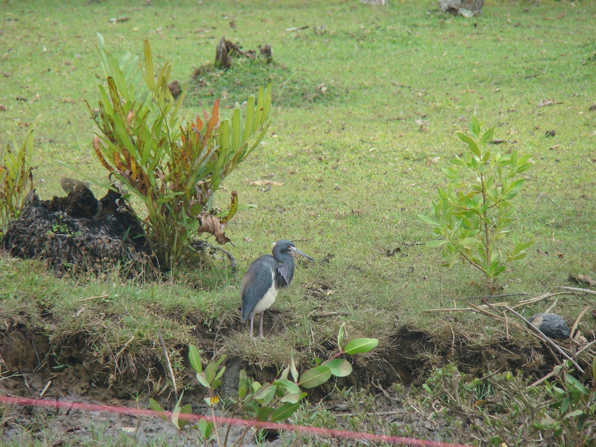 Tricolored Heron - ML643085881