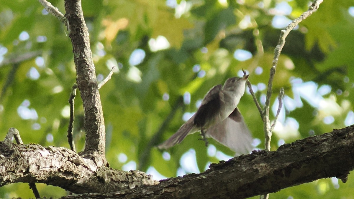 Eastern Wood-Pewee - ML643085913