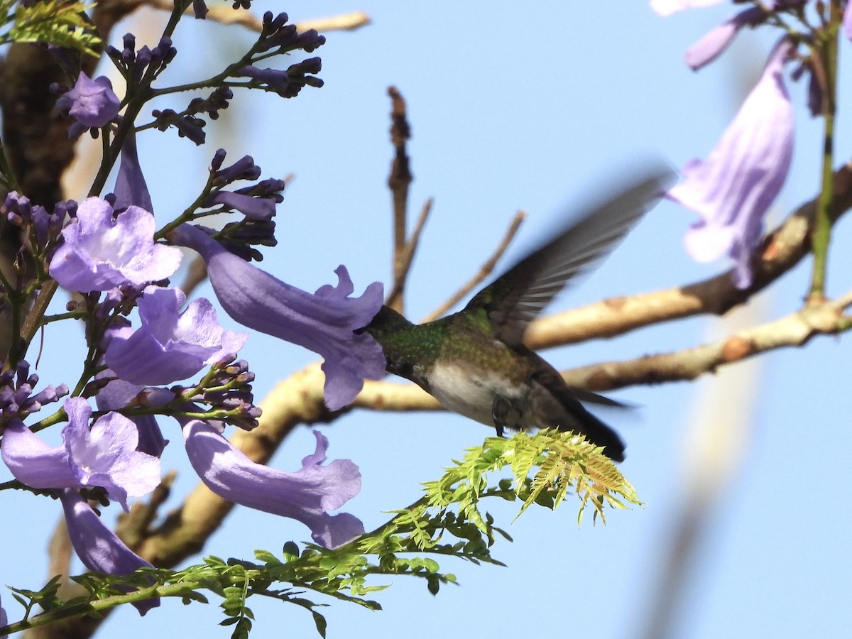 Snowy-bellied Hummingbird - ML643085914