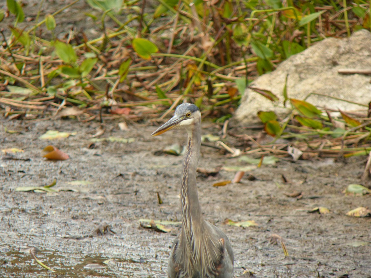 Great Blue Heron - ML643085954