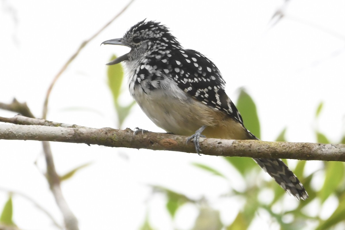 Spot-backed Antshrike - ML643085961