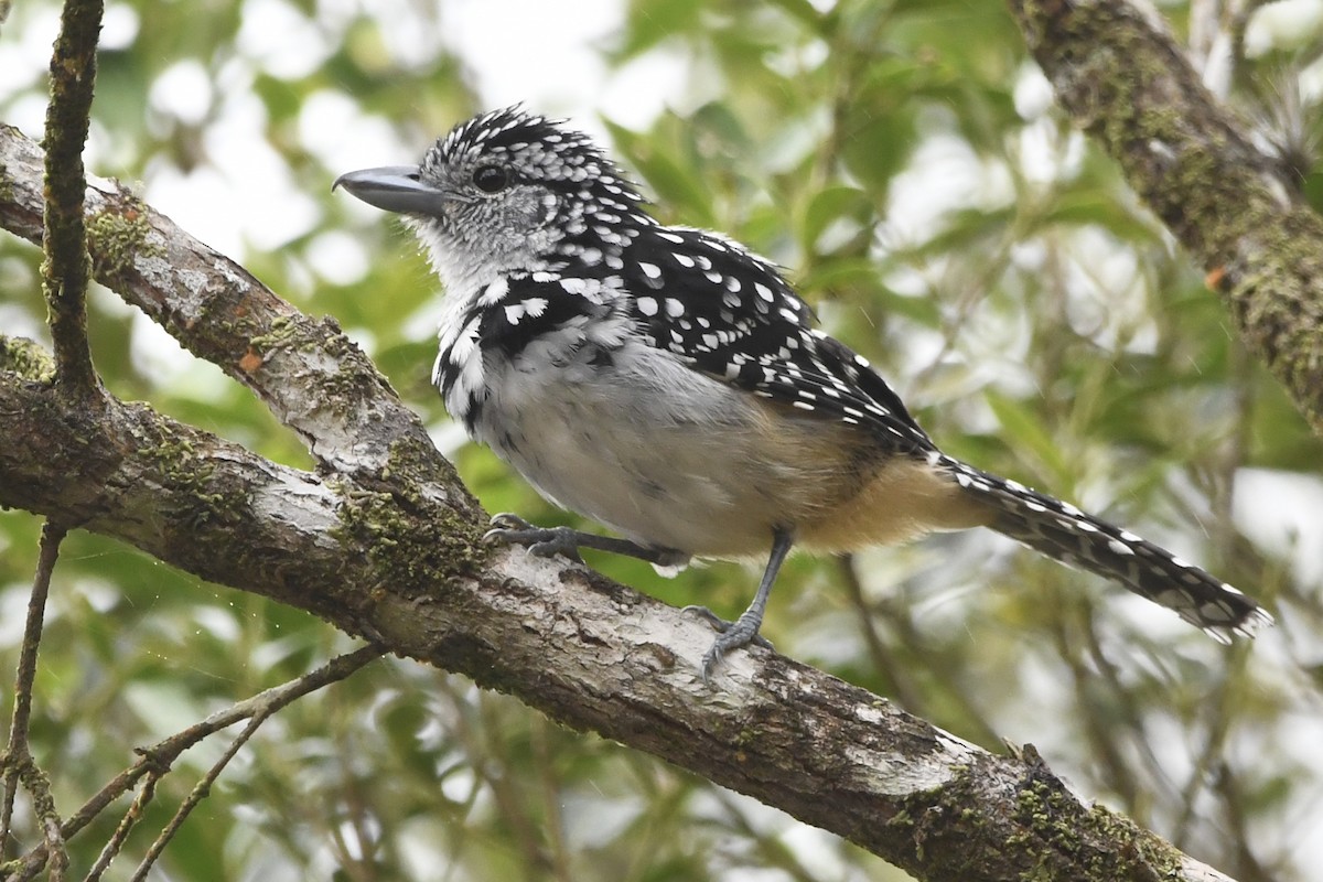 Spot-backed Antshrike - ML643085962