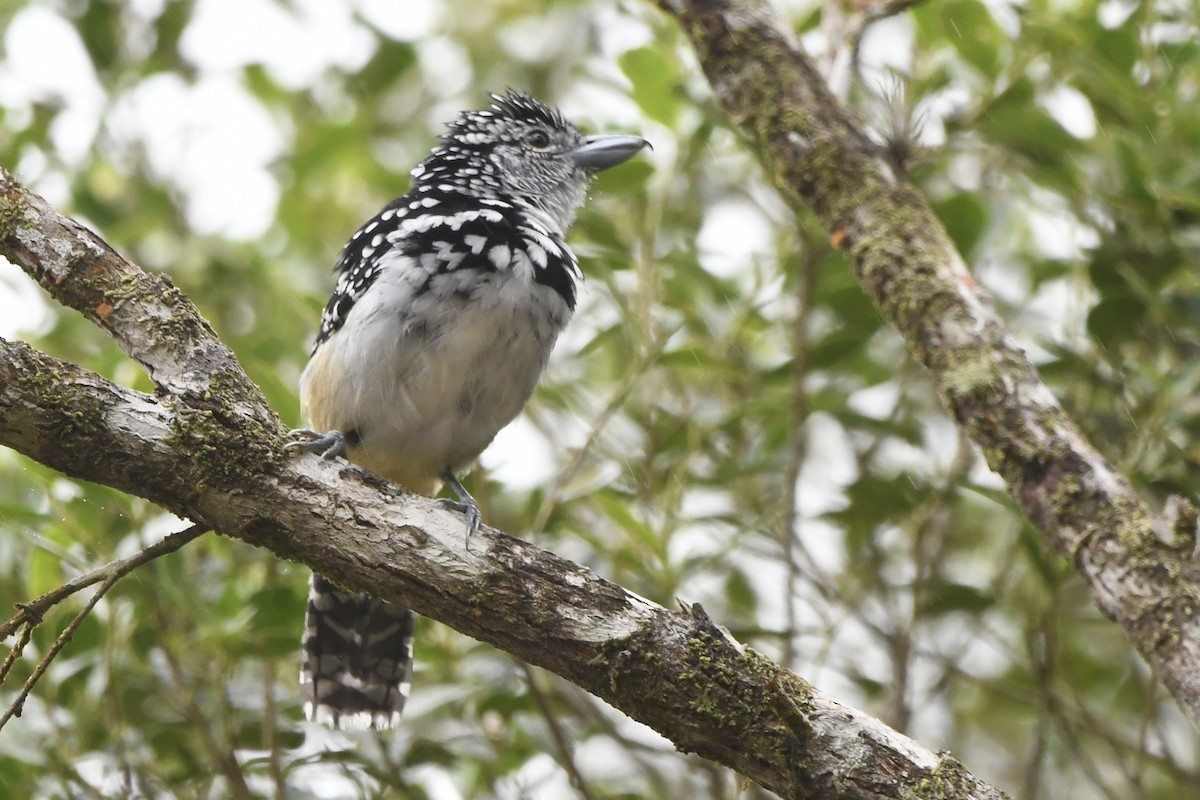 Spot-backed Antshrike - ML643085963