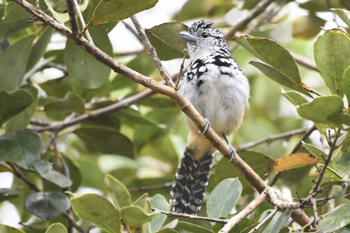 Spot-backed Antshrike - ML643085964