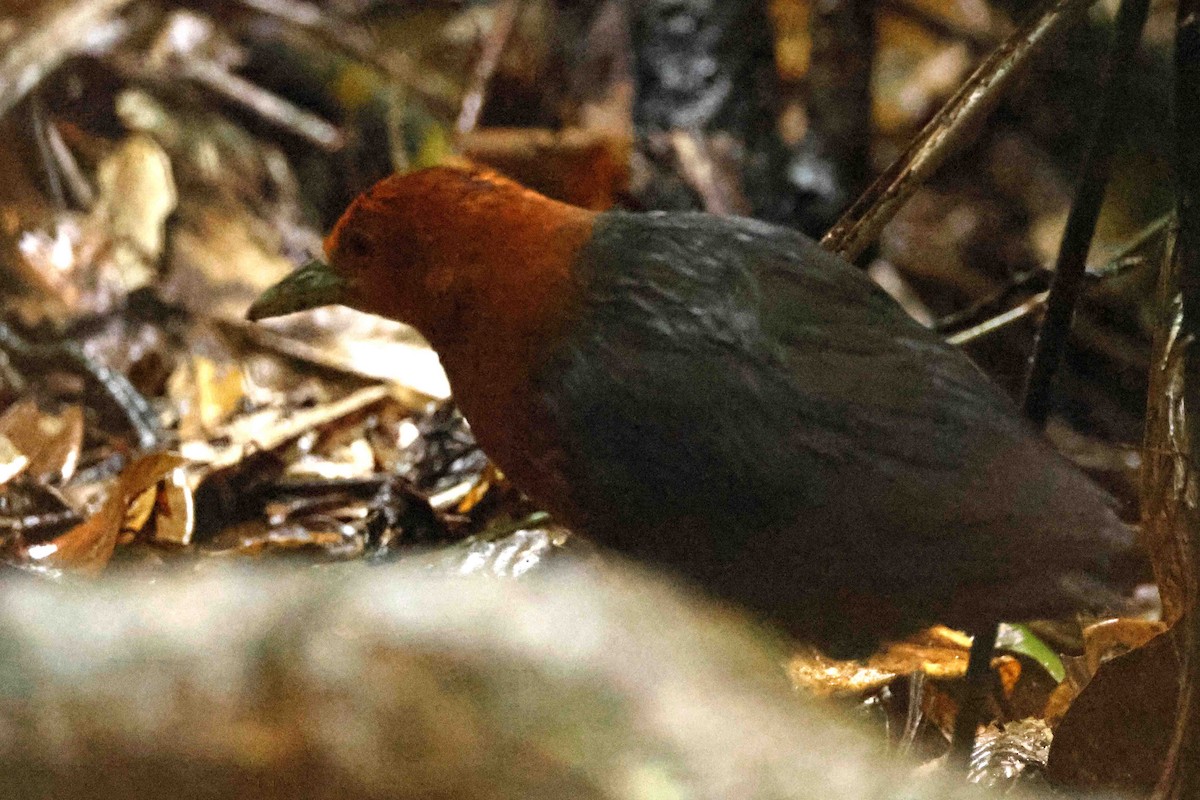 Red-necked Crake - ML643085973