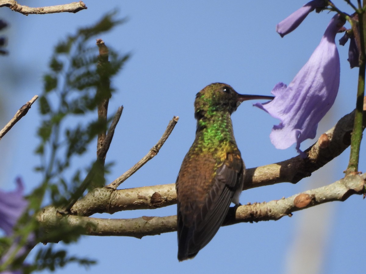 Snowy-bellied Hummingbird - ML643085982