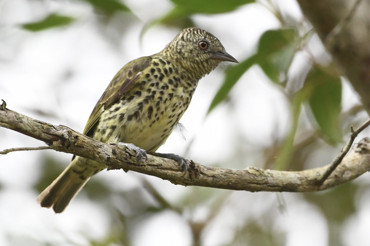 Sharpbill - ML643085983