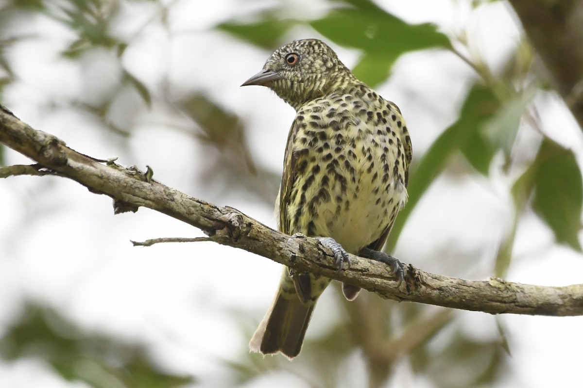 Sharpbill - ML643085985