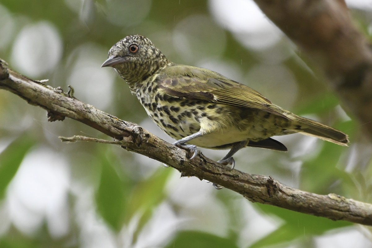 Sharpbill - ML643085986