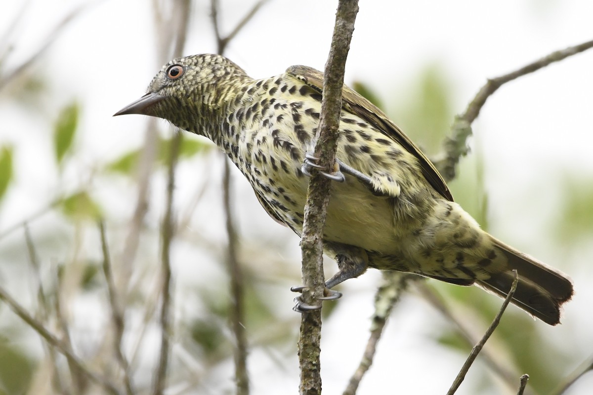 Sharpbill - ML643085987