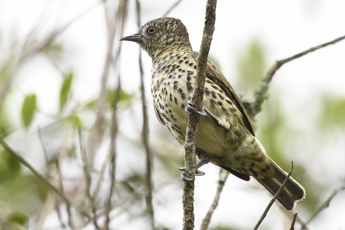 Sharpbill - ML643085988