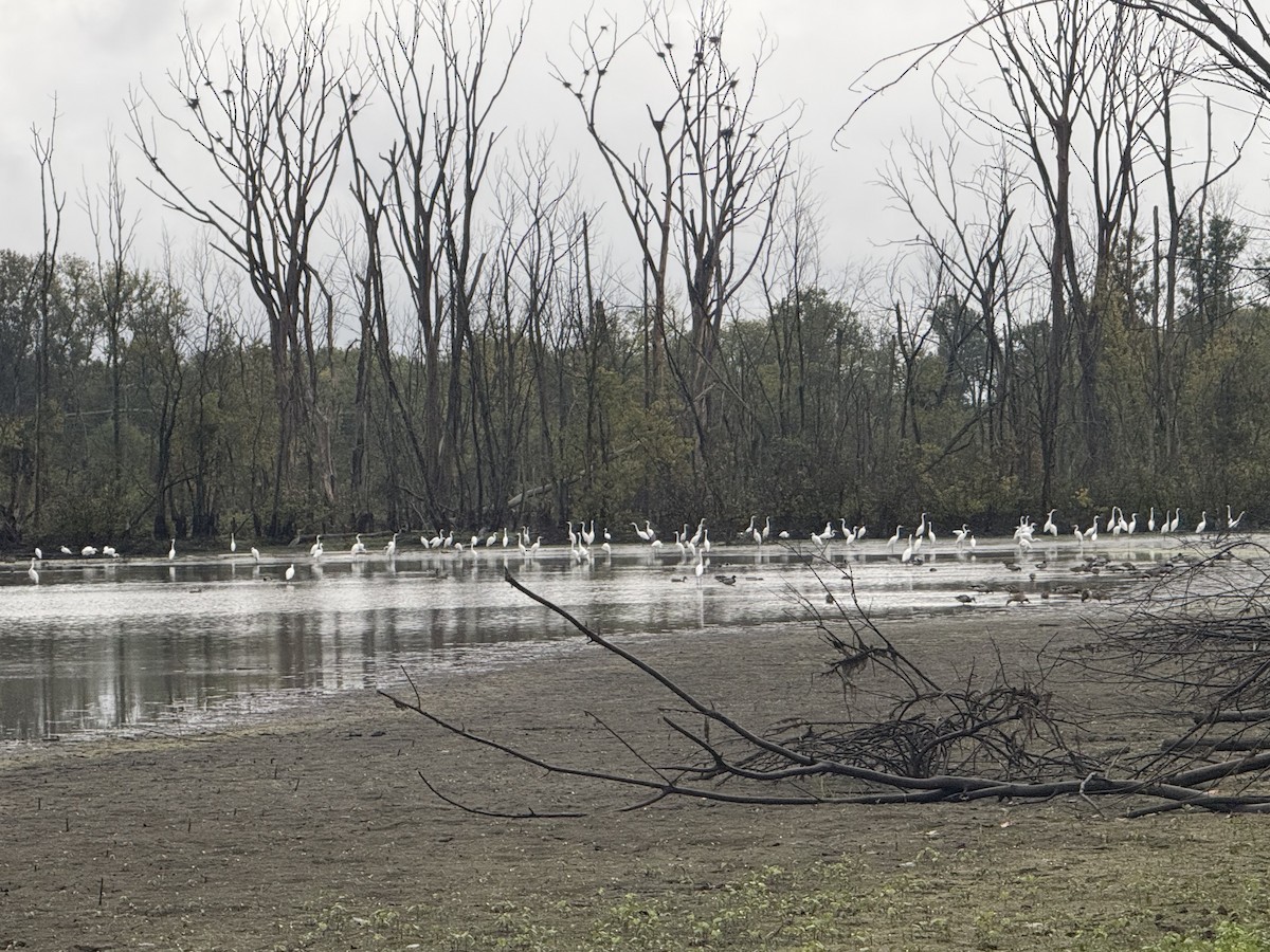 Great Egret - ML643085991