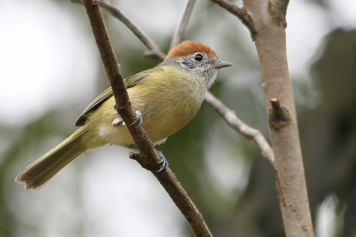 Rufous-crowned Greenlet - ML643086005