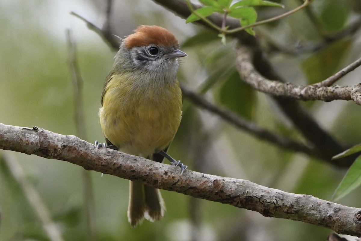 Rufous-crowned Greenlet - ML643086006