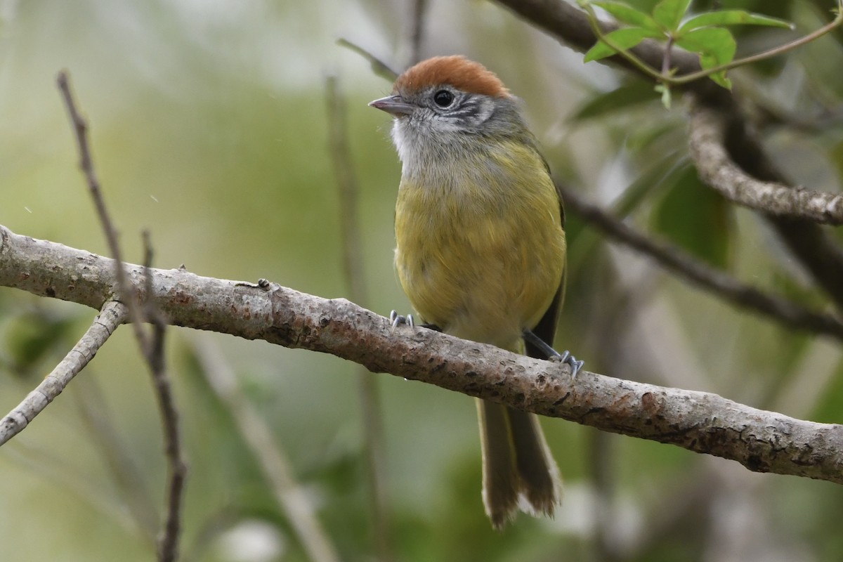 Rufous-crowned Greenlet - ML643086007