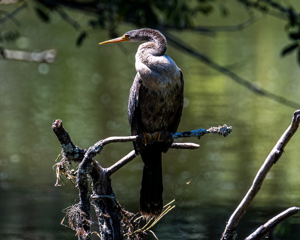 Anhinga - Victor Pássaro