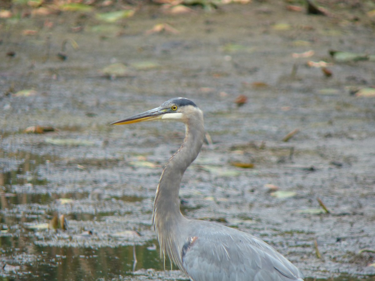 Great Blue Heron - ML643086032