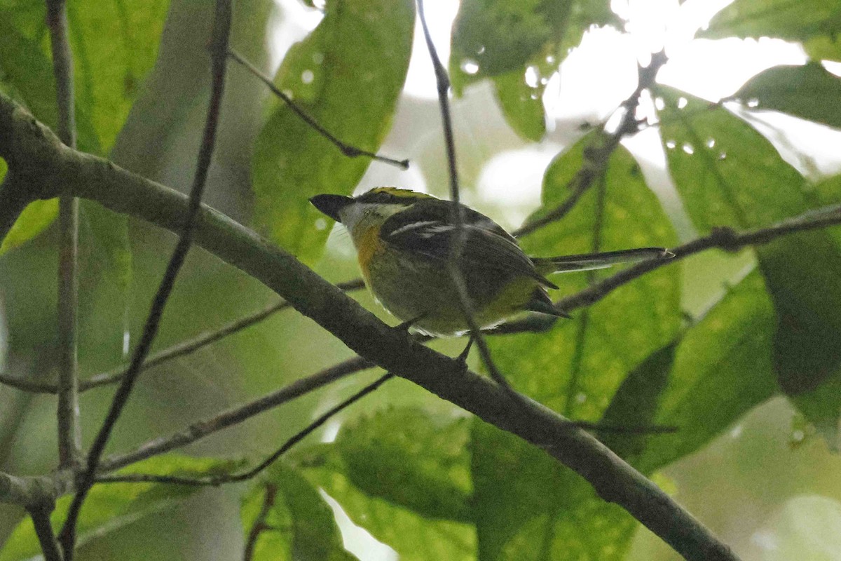 Yellow-breasted Boatbill - ML643086035