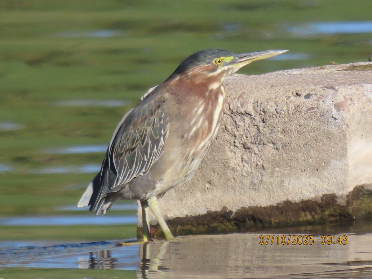 Green Heron - ML643086047