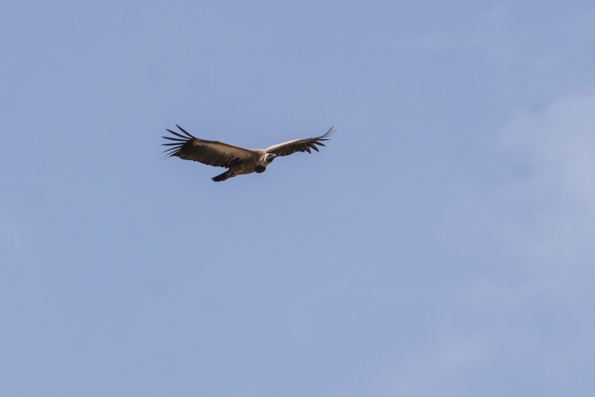 White-backed Vulture - ML643086060