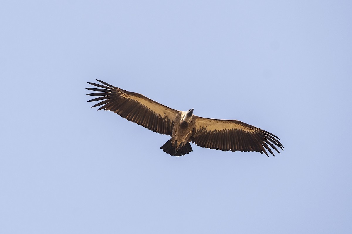 White-backed Vulture - ML643086061