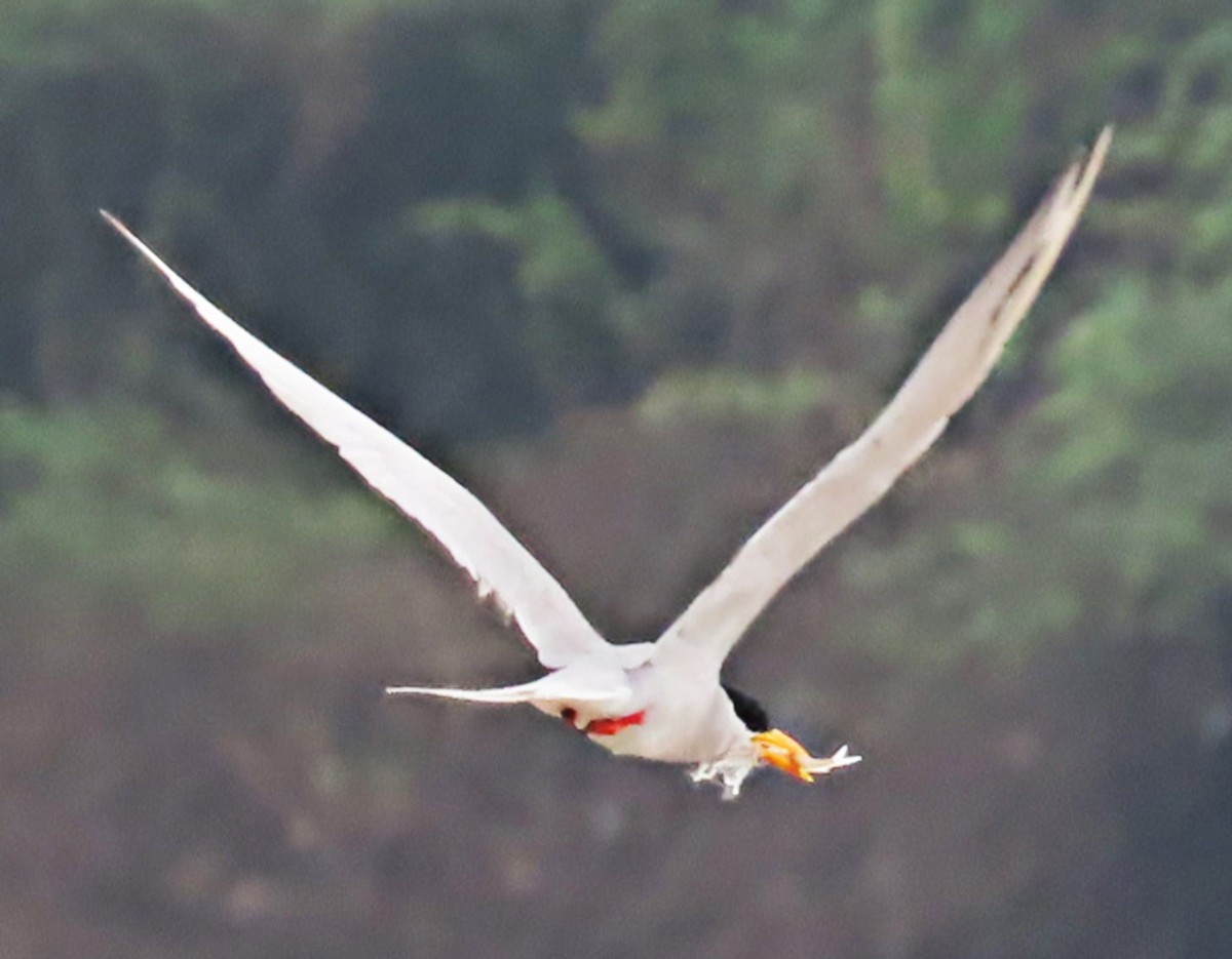 River Tern - ML643086062
