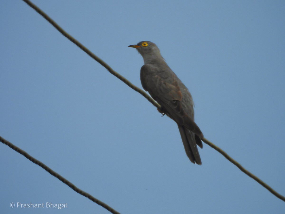 Common Cuckoo - ML643086068