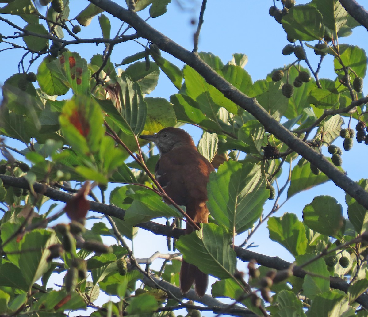 brunspottefugl - ML643086078