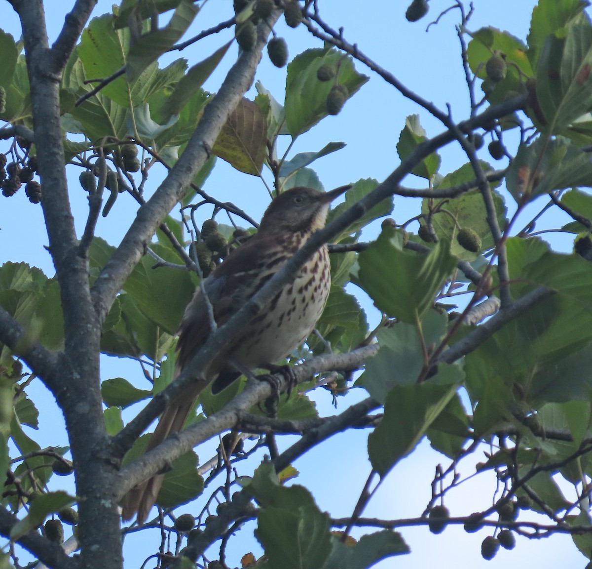brunspottefugl - ML643086079