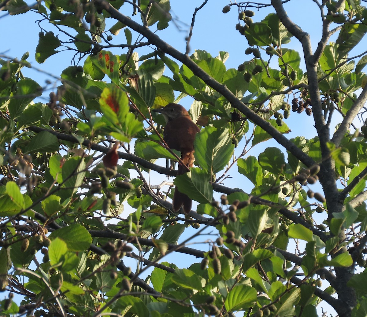 brunspottefugl - ML643086080