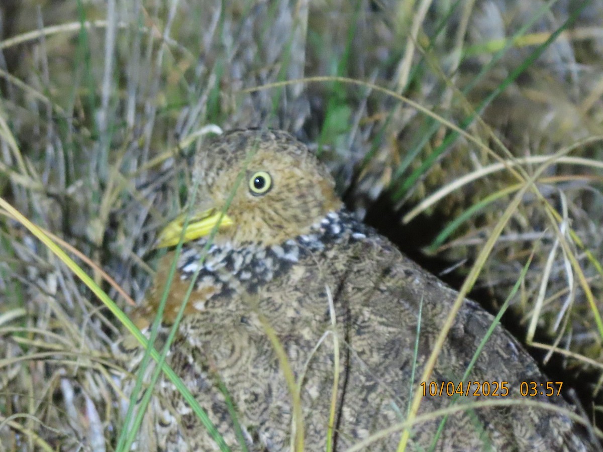 Plains-wanderer - ML643086081