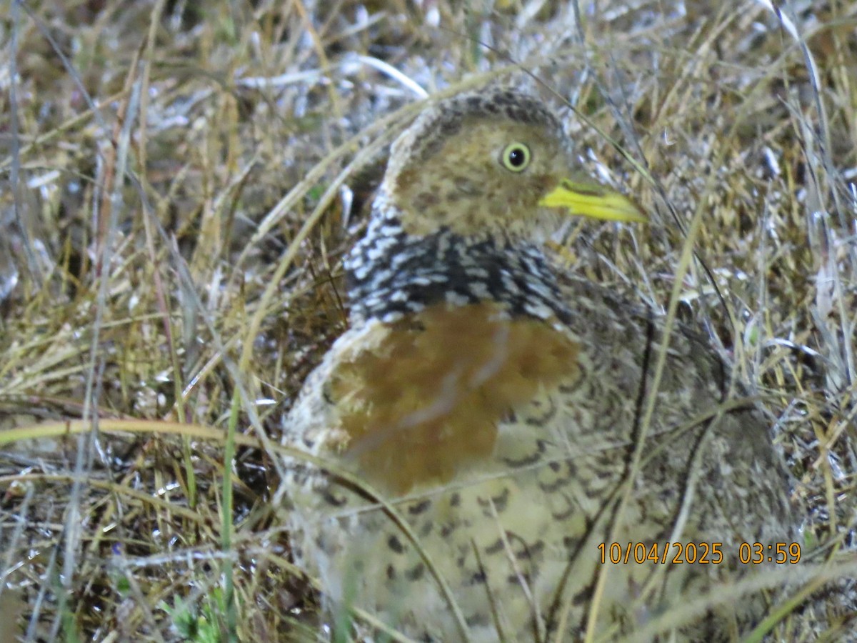 Plains-wanderer - ML643086082