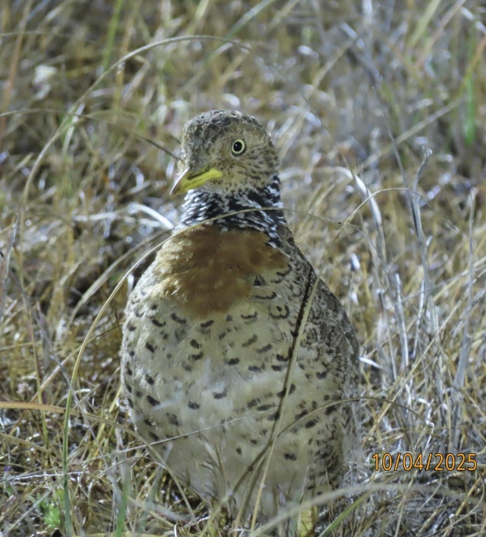 Plains-wanderer - ML643086083
