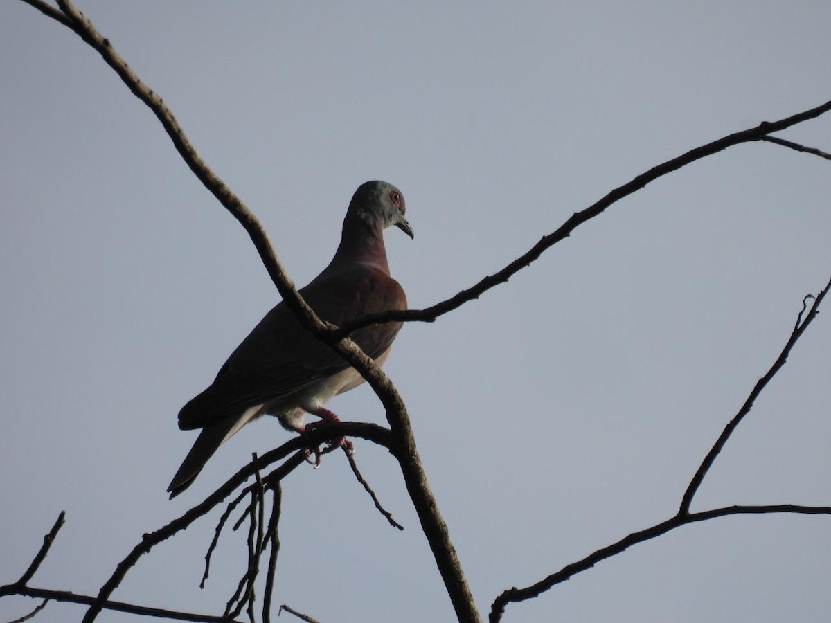 Pale-vented Pigeon - ML643086122