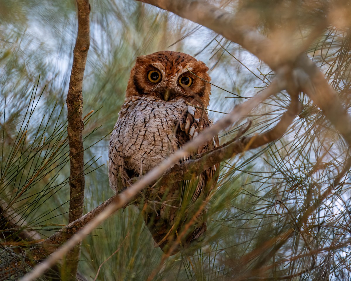 Tropical Screech-Owl - ML643086126