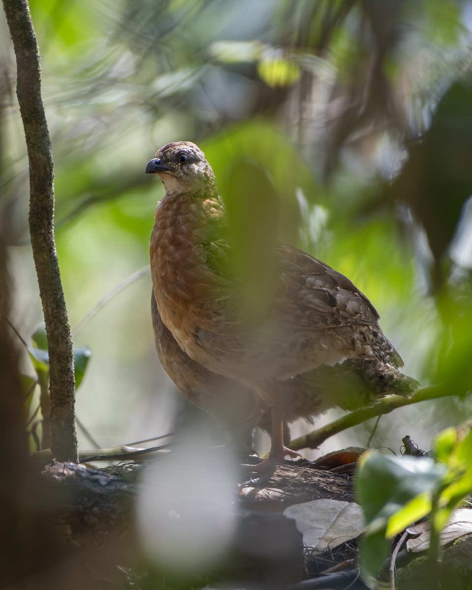 Singing Quail - ML643086135