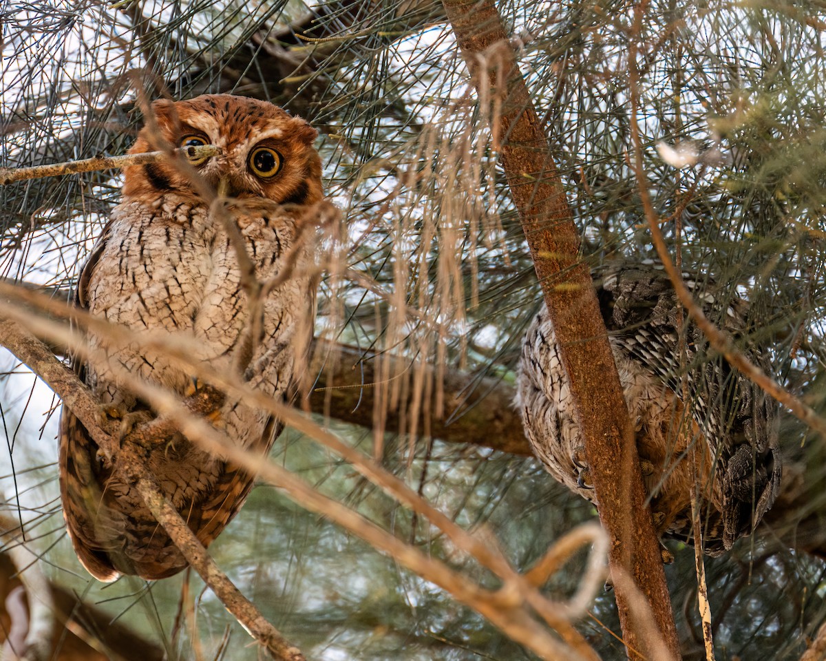 Tropical Screech-Owl - ML643086138