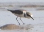 Kentish Plover - ML643086157