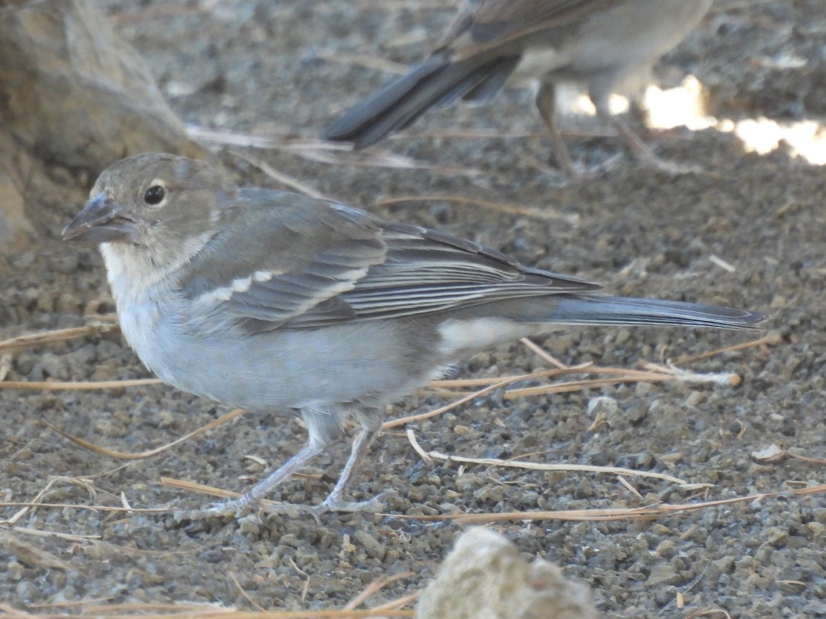 Tenerife Blue Chaffinch - ML643086170