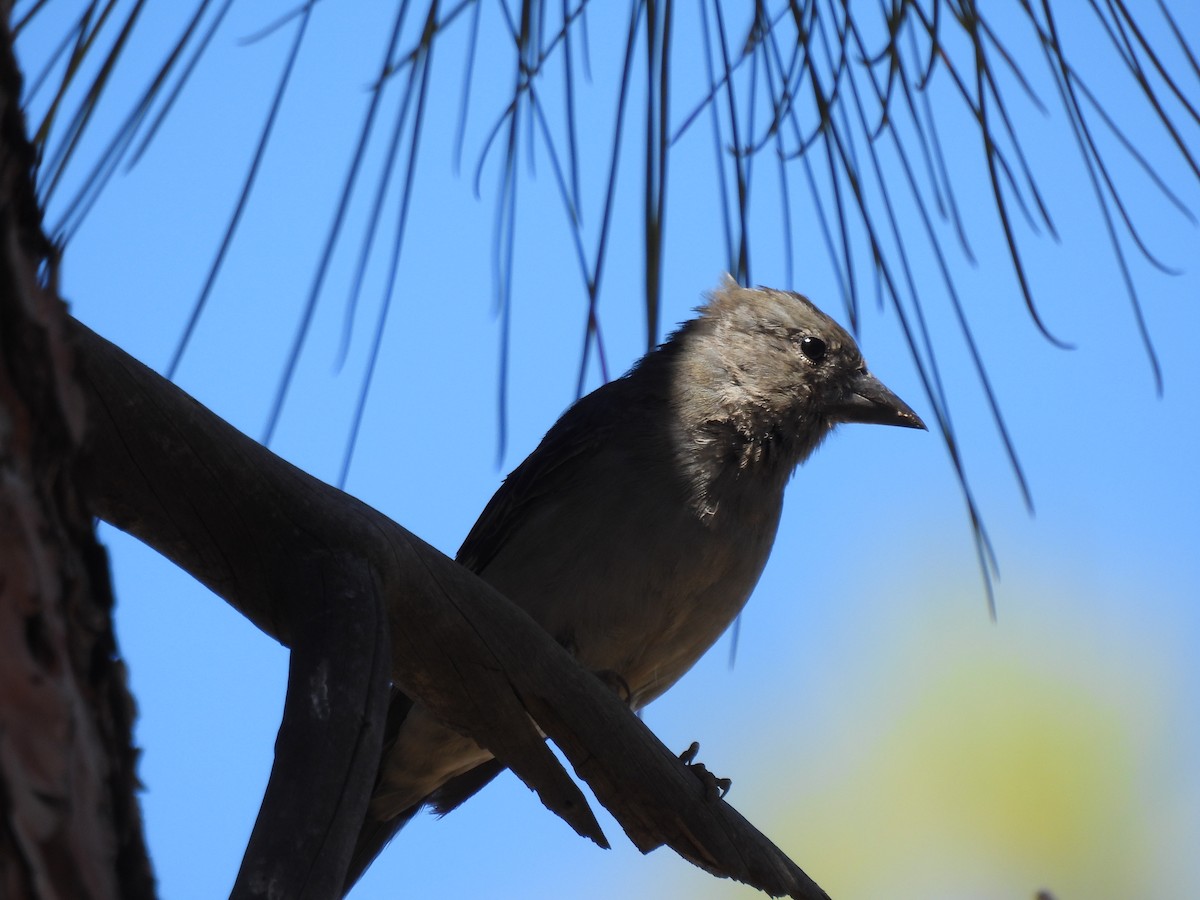 Tenerife Blue Chaffinch - ML643086172