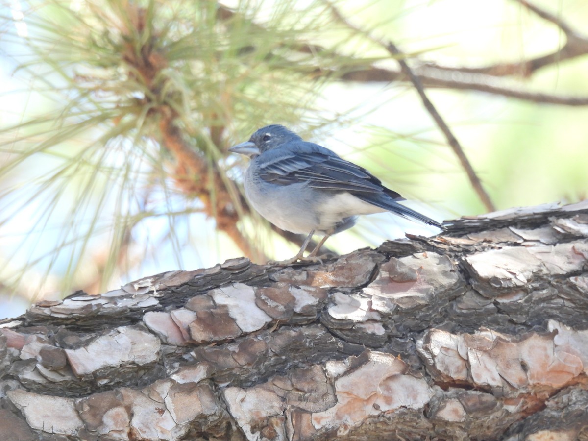 Tenerife Blue Chaffinch - ML643086175