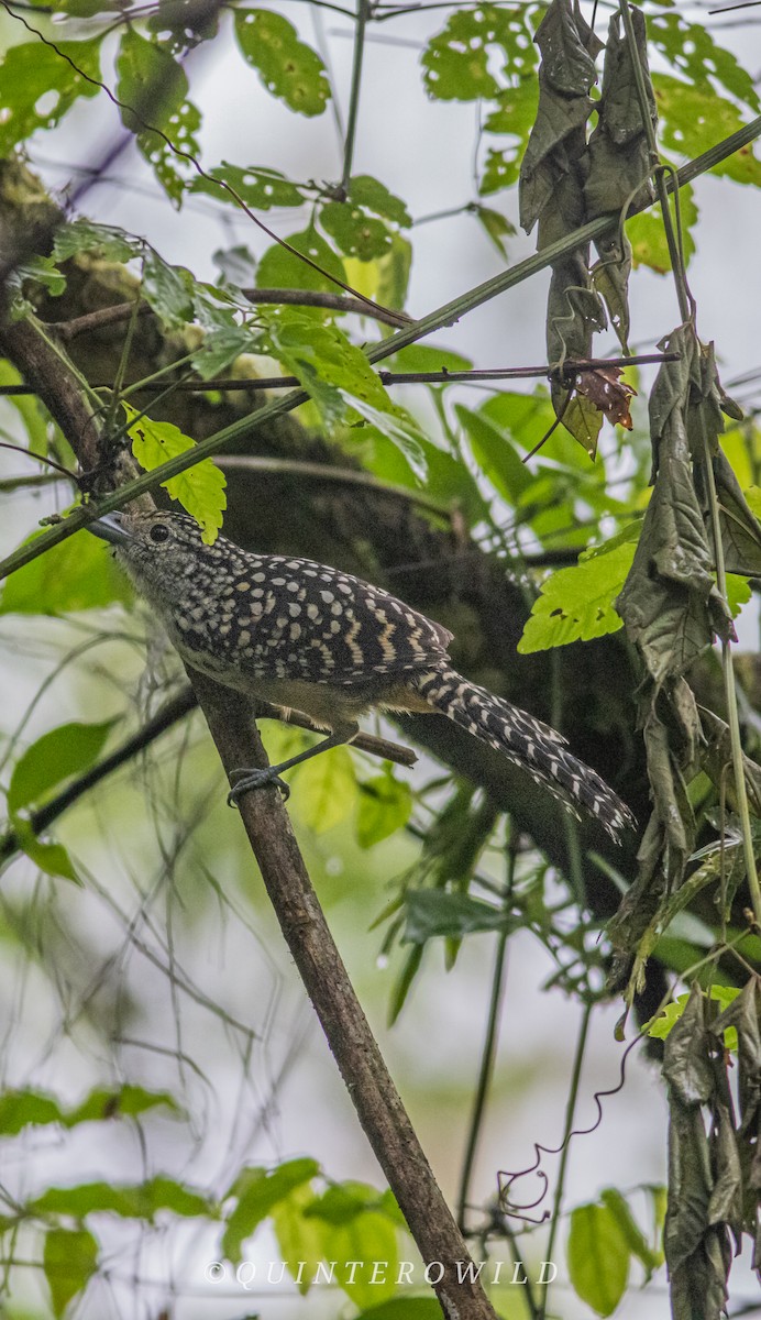 Spot-backed Antshrike - ML643086213